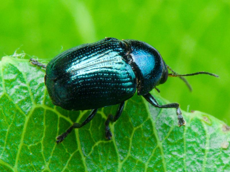 Cryptocephalus Geoffroy, 1762